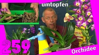 Orchidee umtopfen und vermehren Dendrobium nobile berry oda [upl. by Ellertnom]