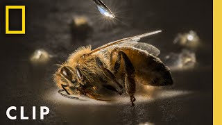 Anand Varma Captures a Honey Bee Story  Photographer  National Geographic [upl. by Shimkus930]