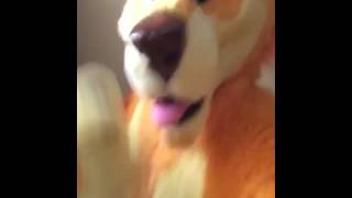 Vines from downunder Sunny dingo vine compilation [upl. by Templia]