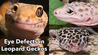 Eye Defects amp Injuries in Leopard Geckos [upl. by Enylekcaj109]