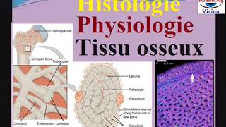 Histologie Physiologie du Tissu osseux cours dhistologie [upl. by Htebzile885]