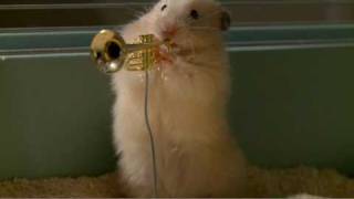 The drench Clever Hamsters jazz band  official ad [upl. by Tersina]