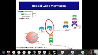 Histone methylation Part 2 Roles of Lysine methylation Cross talk transcription amp recrutiment [upl. by Ahsiuq]