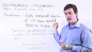 Centromeres and Kinetochores  Chromosomal Function [upl. by Atteuqram245]