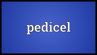 Pedicel Meaning [upl. by Bonni565]