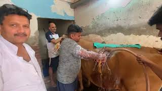 Rumenotomy in cow l Recurrent Tympany l Bloat l अफारे का उपचार l Anorexia l Dr Umar Khan [upl. by Eelyram]