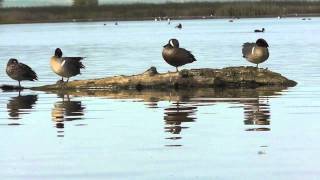 Bluewinged Teal Preening at Sacramento NWR [upl. by Nywra]