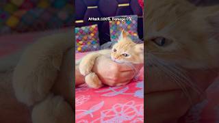 KITTENS l PARADISE l PAW PETALS palakkadkerala pets cute [upl. by Belter716]