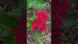 Ixora coccinea Flowers [upl. by Notsreik]