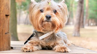 Training Your Yorkshire Terrier Crate Training and Beyond [upl. by Silevi]