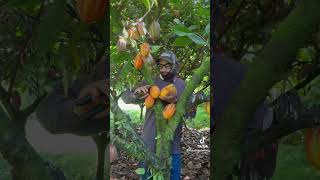 Harvesting Cacao farming [upl. by Lamrert]