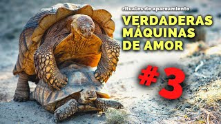 NATURALEZA CALIENTE 🔥 así HACEN EL AMOR estos animales elefantes tortugas monos narigudos [upl. by Assirehs]