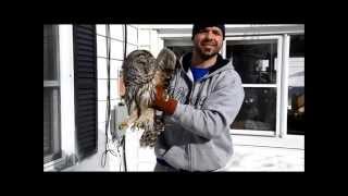 Barred owl crashed into our house [upl. by Asi670]