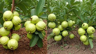 amazon summarizing 2 methods of propagating Guava Tree from Cuttings at Home with onions and seeds [upl. by Anya36]