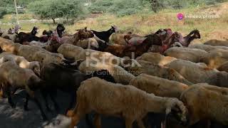 Pastoralists in the Modern World and India [upl. by Ogu764]