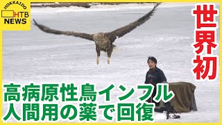 【世界初】高病原性鳥インフルのオジロワシ 人間用の治療薬で回復 野生に返る 北海道 [upl. by Thorncombe177]