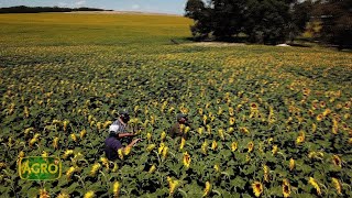 El girasol hace punta tecnológica y rinde en el sur bonaerense 1072 20240224 [upl. by Sainana]