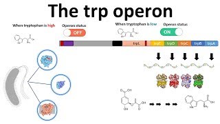 trp operon [upl. by Maegan]