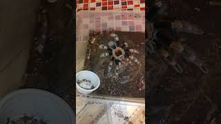 tarantulaspiderBrachypelma hamorii please subscribe ❤️🙏🙇 [upl. by Brost]