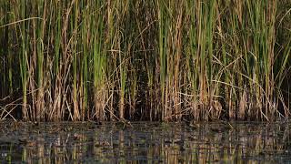 A North American Least Bittern preens at the edge of the cattails on a northern USA Beaver pond [upl. by Aicenav805]