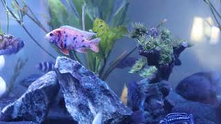 red spotted severum chasing around the Texas cichlid [upl. by Naval]