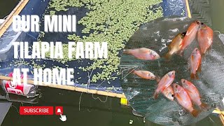 Our Mini Tilapia Farm at Home  Backyard Farming Project [upl. by Tina358]