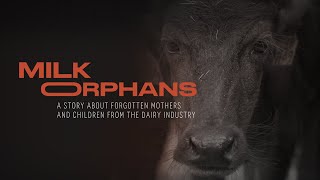 Milk Orphans  A story about forgotten mothers and children in the dairy industry [upl. by Felipa]