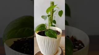 Money Plant Propagation  Heartleaf Philodendron  Soil Mixture For Money PlantPothos shorts [upl. by Johns]