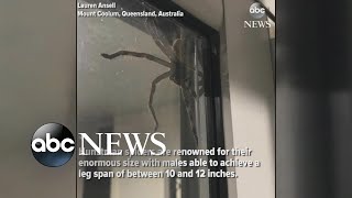 Hauntingly huge spider spotted in Australia [upl. by Nero122]