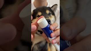 Shiba inu puppy 😍shiba dog funny [upl. by Salkcin]