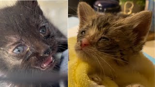 Emergency kitten rescue finding sick kittens in a basement [upl. by Esilenna384]