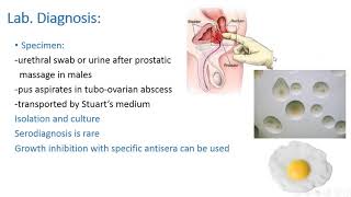 Microbiology Mycoplasma and Haemophilus Ducreyi [upl. by Secnarf]