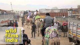 Tourists take camel ride at Pushkar Mela in Rajasthan [upl. by Gauntlett]