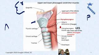 Esophageal Anatomy and Histology a basic review to prepare you for esophageal pathology [upl. by Sajovich]