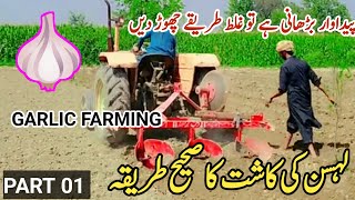 Lehsan ki kasht in Pakistan  Garlic cultivation  Garlic Crop  لہسن کی کاشت  تھوم کی کاشت [upl. by Corell]