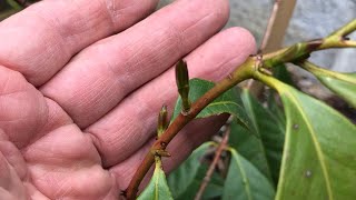 Cherry guava  Psidium Cattleianum  planted in ground showing new growth in May [upl. by Roye]