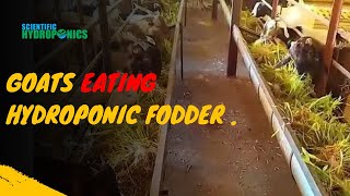 Ashwin Sawant  Goats Eating Hydroponic Fodder [upl. by Enialb698]