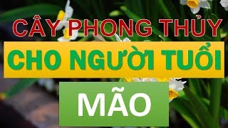 Cây phong thủy hợp với người tuổi Mão [upl. by Lirba]