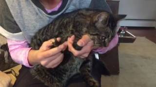 Declawing cats What it is why I am opposed to it and how much it costs [upl. by Tybalt]