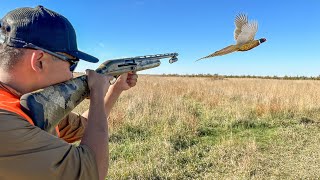 EPIC South Dakota Pheasant Hunting Opening Day 41 BIRD CATCH CLEAN COOK [upl. by Fredelia]