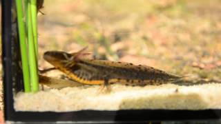 Triturus cristatus čolek velký 1582012 DSC0695 [upl. by Drolyag469]