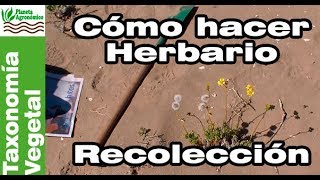 Cómo hacer un HERBARIO 🍃🍀 – 15  RECOLECCIÓN de plantas [upl. by Rubma]