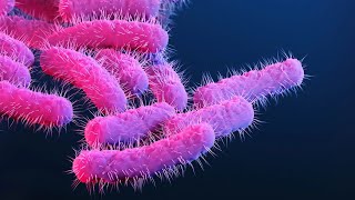 Learn about Shigellosis and its Medical Implications 3 Minutes [upl. by Garey420]