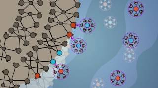 Sorption A CloseUp View [upl. by Hebner]