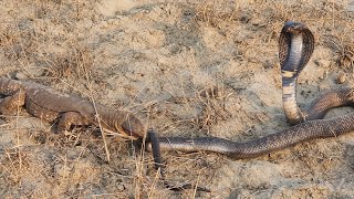 Black Cobra vs Monitor Lizard [upl. by Ennairek69]