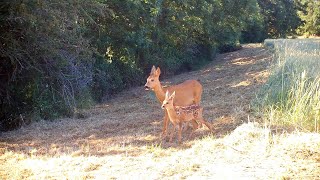 Faune sauvage  Chevrette avec ses deux faons  partie 1   renard blaireau… [upl. by Trebma]