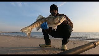 Beautiful Striped Bass April 282024 [upl. by Ellenrahc762]