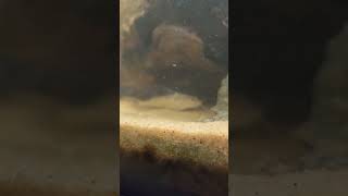 Pictus Catfish HD Closeup shorts [upl. by Estele]