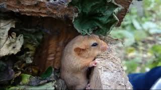 Dormouse in nest box [upl. by Zephaniah]