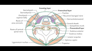 Anatomy of the Cervical fascia Modifications of superficial layer and deep layer of cervical fascia [upl. by Searby387]